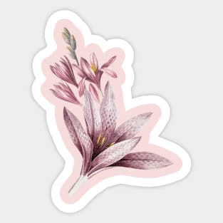 Pink Amaryllis Flowers Sticker